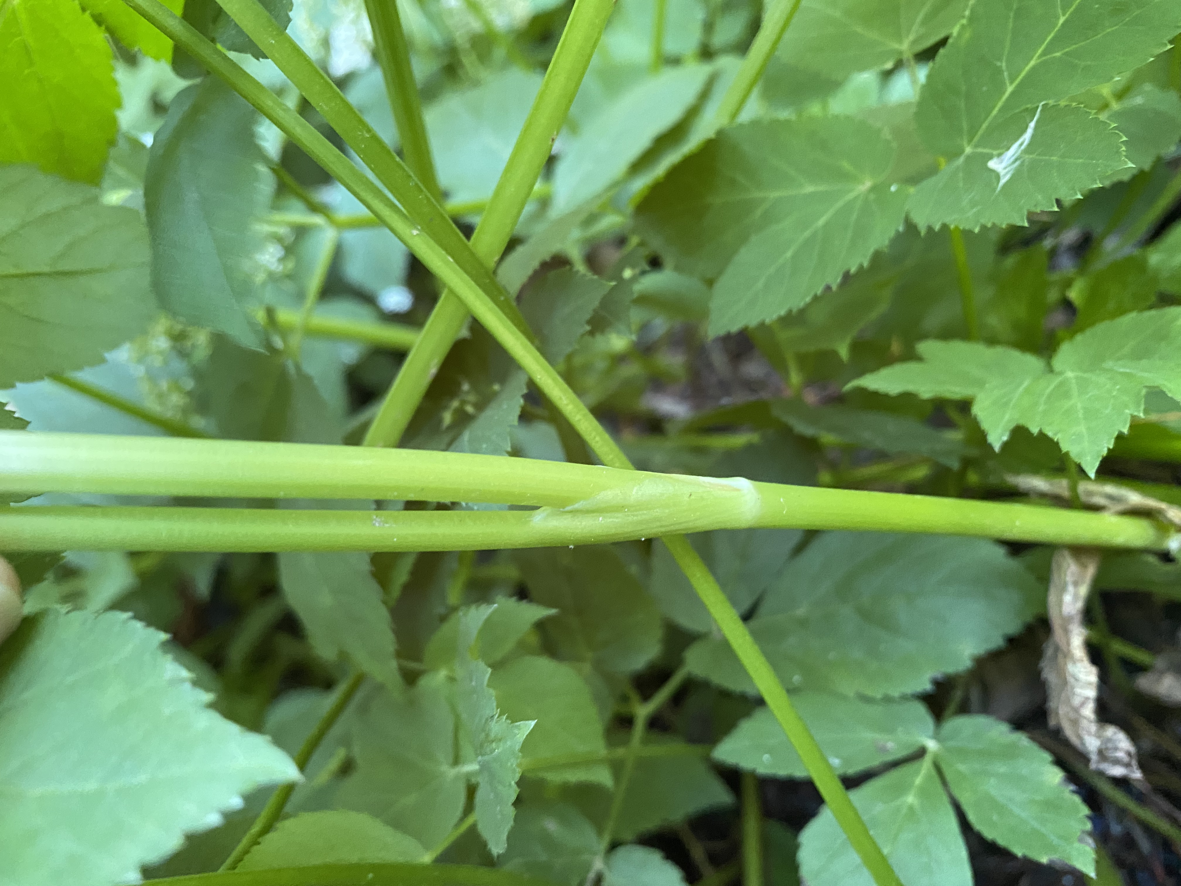 Goutweed stem